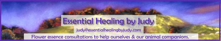 Holistic therapy using flower essences by Judy Aizuss
